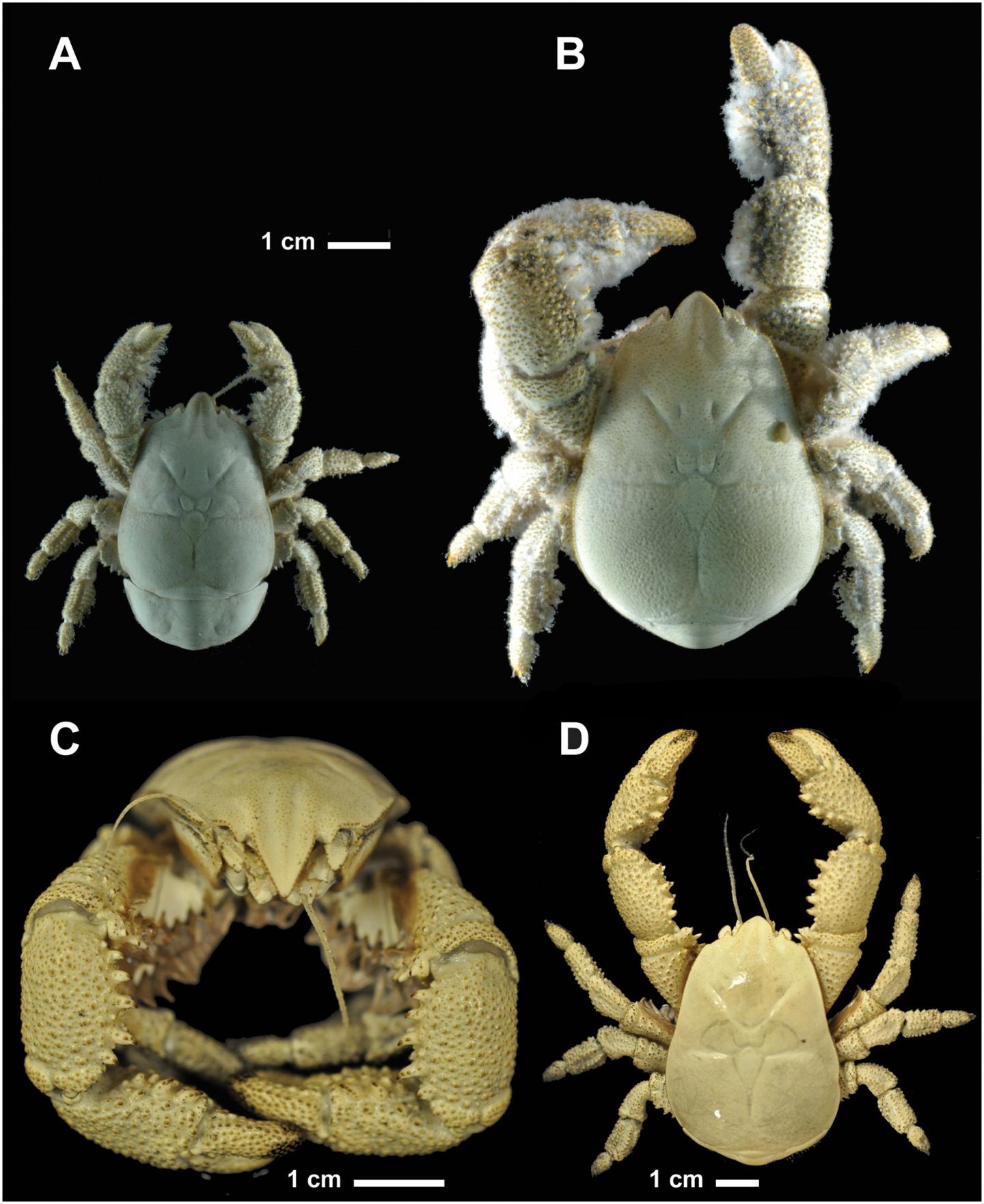 First Species Of Yeti Crab Found In Antarctica Science 2.0